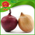 Fresh onions/Fresh yellow onion wholesale